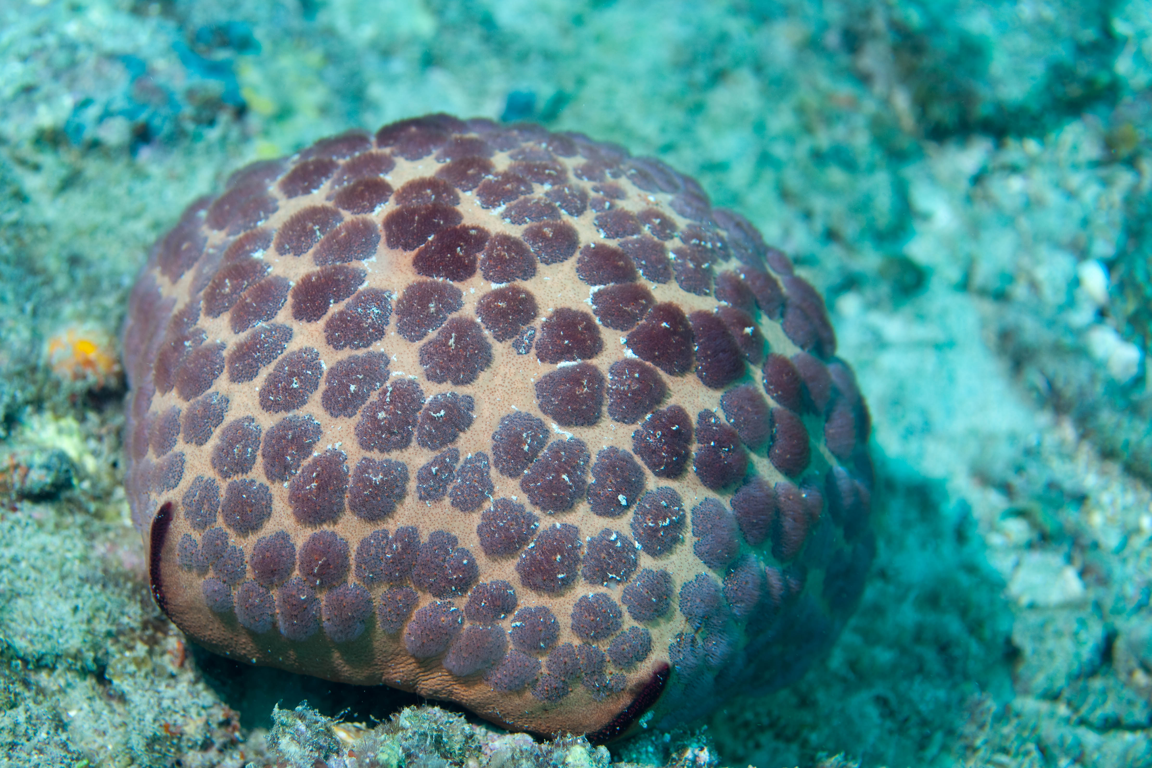 Tesselated Cushion Star